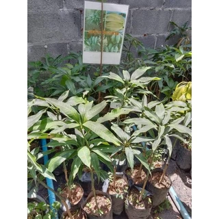 ต้นมะม่วงเขียวเสวย🥭ต้นเตี้ย ลูกดก(เสียบยอด)สูง 50-70 ซม.