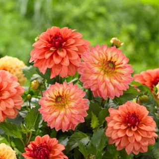 1 หัว /ชุุด เหง้า ต้นรักเร่ Dahlia สายพันธุ์ Gallery Pablo สีส้ม หัวรักเร่ ดอกรักเร่ รักแรกพบ เฟิร์สเลิฟ