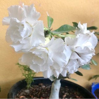 5 เมล็ดพันธุ์ ชวนชม ลูกผสมไฮบริด สายพันธุ์ White Adenium สีขาว กุหลาบทะเลทราย Adenium seed