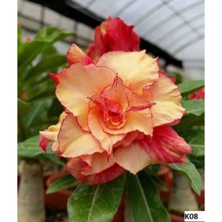 5 เมล็ดพันธุ์ ชวนชม ลูกผสมไฮบริด สายพันธุ์ Double Petal Yellow &amp; Red สีเหลือง กุหลาบทะเลทราย Adenium seed