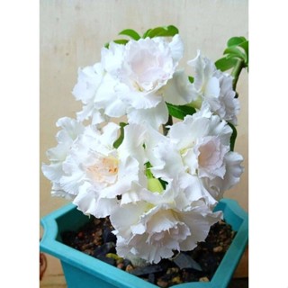 5 เมล็ดพันธุ์ ชวนชม ลูกผสมไฮบริด สายพันธุ์ ICE hybrid สีขาว กุหลาบทะเลทราย Adenium seed