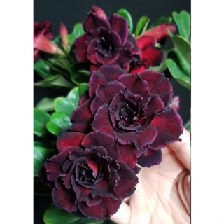 5 เมล็ดพันธุ์ ชวนชม ลูกผสมไฮบริด สายพันธุ์ Double hybrid Black สีดำ กุหลาบทะเลทราย Adenium seed