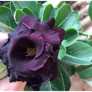 5 เมล็ดพันธุ์ ชวนชม ลูกผสมไฮบริด สายพันธุ์ Rosa Black สีดำ กุหลาบทะเลทราย Adenium seed