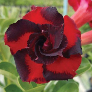 5 เมล็ดพันธุ์ ชวนชม ลูกผสมไฮบริด สายพันธุ์ Black Swirl สีแดง กุหลาบทะเลทราย Adenium seed