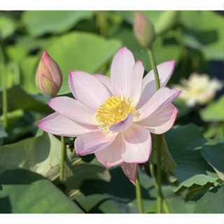 3 เมล็ดพันธุ์ บัว บัวสวยงาม บัวอ่าง บัวบึง สายพันธุ์ Luoshan สีชมพูหวาน