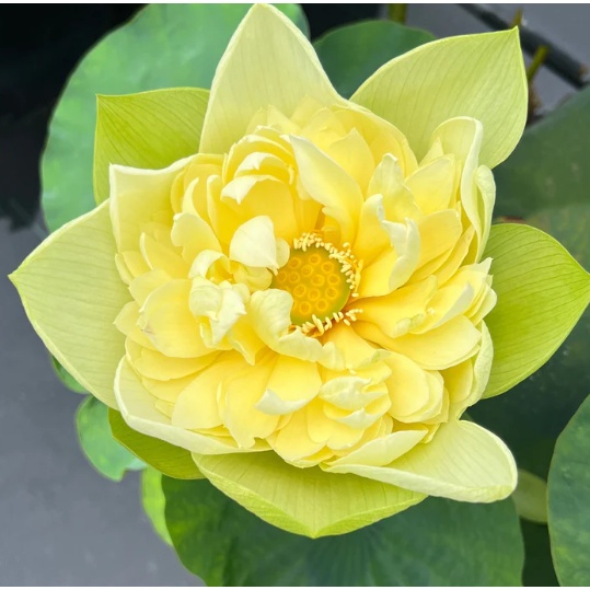 3 เมล็ด บัว บัวสวยงาม บัวอ่าง บัวบึง สายพันธุ์ Bright Yellow สีเหลือง