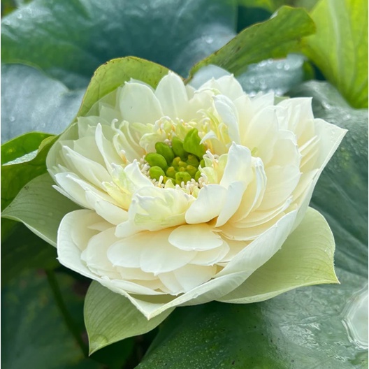 3 เมล็ดพันธุ์ บัว บัวสวยงาม บัวอ่าง บัวบึง สายพันธุ์ Lu Yun สีขาว ครีม สามารถปลูกได้ทุกภูมิภาค ออกดอกตลอดปี