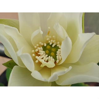 3 เมล็ดพันธุ์ บัว บัวสวยงาม บัวอ่าง บัวจิ๋ว บัวแคระ สายพันธุ์ Taoxi Flying Snow สีขาว Lotus Seeds