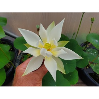 3 เมล็ดพันธุ์ บัว บัวสวยงาม บัวอ่าง บัวจิ๋ว บัวแคระ สายพันธุ์ Taoxi Flying Snow สีขาว Lotus Seeds