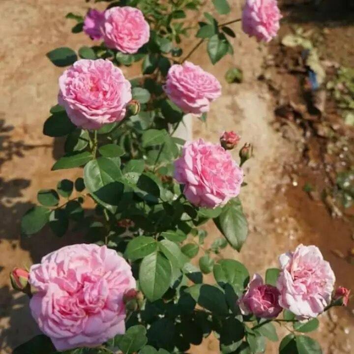 เมล็ดพันธุ์ กุหลาบ พันธุ์ Bishop's Castle Rose Seeds ดอกใหญ่ นำเข้าจากต่างประเทศ พร้อมคู่มือ  5  เมล