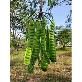 🌳🌳ต้นสะตอข้าวตรัง แบบเพาะเมล็ด