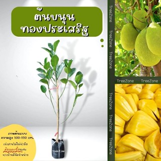 ต้นขนุนทองประเสริฐ(ไซส์เล็ก) สูง100-120 ซม. (เกรดพรีเมียม รับประกันพันธุ์แท้100%)