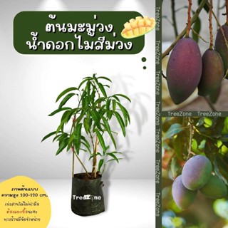 ต้นมะม่วงน้ำดอกไม้สีม่วง สูง100-120 cm. (เกรดพรีเมียม ประกันพันธุ์แท้100%)