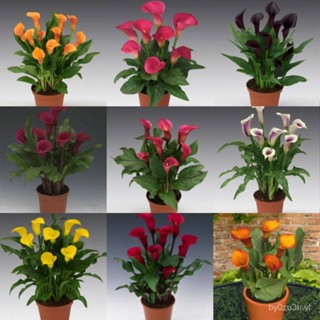 20 เมล็ดพันธุ์ ต้นคาลล่าลิลลี่ คาลล่า ลิลลี่ (Calla Lily) เป็นดอกไม้ ที่แทนสัญลักษณ์แห่งความรัก