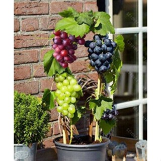 20 เมล็ดพันธุ์ เมล็ด องุ่น Grape Vine