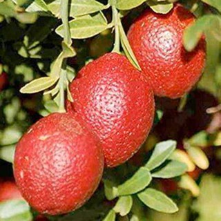 20 เมล็ดพันธุ์ เมล็ด มะนาวแดง ผลสีแดง Red Lemon Tree  Organic Fruit  Bonsai Blood Orange