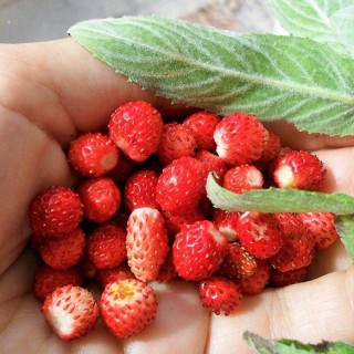 50 เมล็ด สตอร์เบอรี่ ใช้ทำแยม woodland strawberry, Alpine strawberry, European strawberry