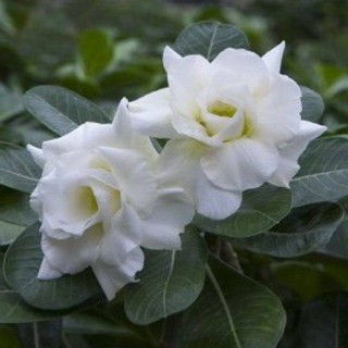 10 เมล็ด เมล็ดพันธุ์ ชวนชม สายพันธุ์ไต้หวัน สีขาว Adenium กุหลาบทะเลทราย Desert Rose ราชินีบอนไซ