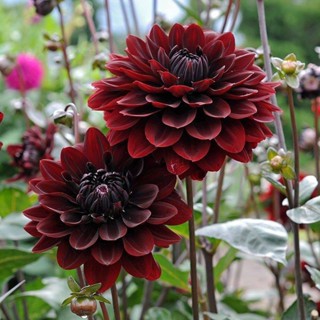 35 เมล็ด เมล็ดพันธุ์ Dahlia Karma Choc สายพันธุ์ยุโรป ดอกรักเร่  ดอกใหญ่  Dahlia