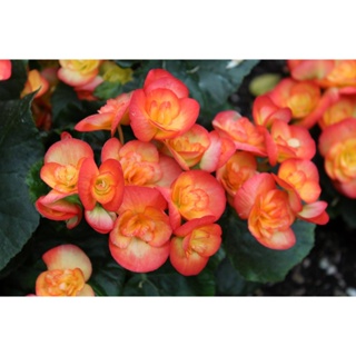 15 เมล็ดพันธุ์ ต้นบีโกเนีย Begonia เป็นดอกไม้ ต้นไม้ ที่แทนสัญลักษณ์แห่งความรัก