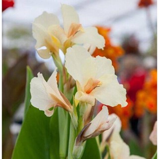 15 เมล็ดพันธุ์ เมล็ด เมล็ดพันธุ์ พุทรักษาแคระCanna Lily