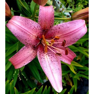 20 เมล็ดพันธุ์ ต้นดอกลิลลี ดอกลิลลี่ Lily . Lilies (Lilium spp.) เป็นดอกไม้ ที่แทนสัญลักษณ์แห่งความรัก