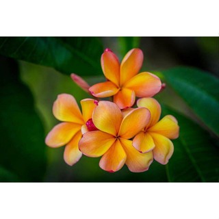 30 เมล็ดพันธุ์ เมล็ด ลั่นทม หรือ ลีลาวดี สายพันธุ์แคระ Frangipani Plumeria