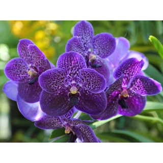 30 เมล็ดพันธุ์ เมล็ดกล้วยไม้ ฟาแลนนอปซิส (Phalaenopsis Orchids) Orchid flower