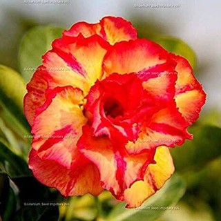 10 เมล็ด เมล็ดพันธุ์ ชวนชม สายพันธุ์ไต้หวัน สีส้ม Adenium กุหลาบทะเลทราย Desert Rose ราชินีบอนไซ