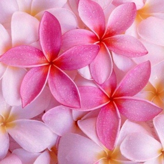 20 เมล็ด ลีลาวดี Frangipani , Pagoda Tree, Hawaii Plumeria สายพันธุ์ Aussie Pink สีชมพู