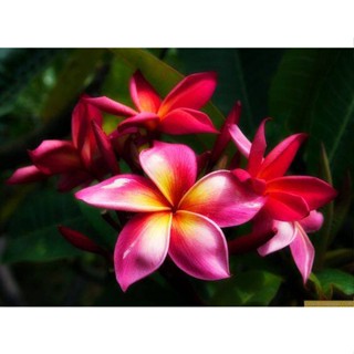 20 เมล็ด ลีลาวดี Frangipani , Pagoda Tree, Hawaii Plumeria สายพันธุ์ Kaunakakai สีบานเย็น