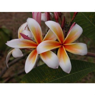 20 เมล็ด ลีลาวดี Frangipani , Pagoda Tree, Hawaii Plumeria สายพันธุ์ Brads Buds สีเหลือง ส้ม