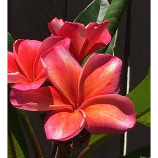 20 เมล็ด ลีลาวดี Frangipani , Pagoda Tree, Hawaii Plumeria สายพันธุ์ Firestorm สีแดง