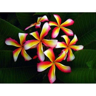 20 เมล็ด ลีลาวดี Frangipani , Pagoda Tree, Hawaii Plumeria สายพันธุ์ Candy Stripe สีชมพู เหลือง