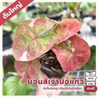 ต้นใหญ่ บอนสีชื่อเจ้าปอแก้ว (จัดส่งฟรี)