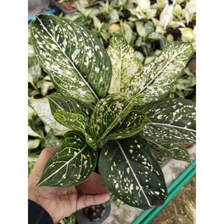 อโกนีมา นูฮาลิซ่า Aglaonema Siti Nurhaliza