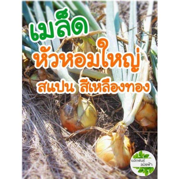 เมล็ดพันธ์หอมหัวใหญ่ สแปน พันธุ์เหลืองทอง 100เมล็ด10บาท เมล็ดแท้ opนำเข้าจากต่างประเทศ