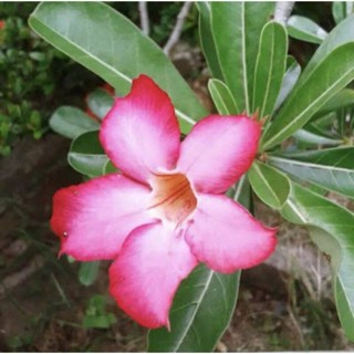 เมล็ด ชวนชม ฮอลแลนด์ดอกชั้นเดียวสีชมพู (Obesum Pink Color Seeds)10 เมล็ด