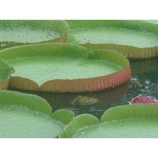 10 เมล็ด เมล็ดพันธุ์ บัววิกตอเรีย (Victoria waterlily.) บัวกระด้งยักษ์ มีคู่มือการเพาะให้ อัตราการงอกประมาณ 80%