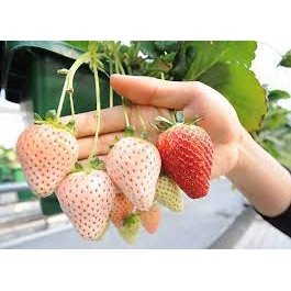 🍓🍓เมล็ดสตอเบอร์รี่สีขาว รสชาติหวานฉ่ำ สีขาวนวล สตอเบอร์รี่สีขาว และมีสตอเบอร์ยักษ์ในตัวเลือกนะคะ🍓✨