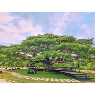 💚☘️เมล็ดก้ามปู เมล็ดจามจุรี จำนวน 20 เมล็ด ปลูกง่าย ต้นขนาดใหญ่ 🌸