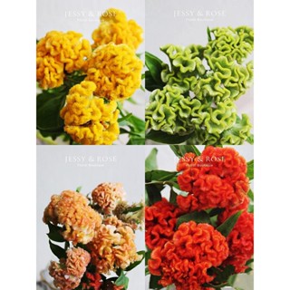 หน้าแรก&gt; ข่าว&gt; Content Home&gt; News&gt; Content Flower SEED balung Chicken