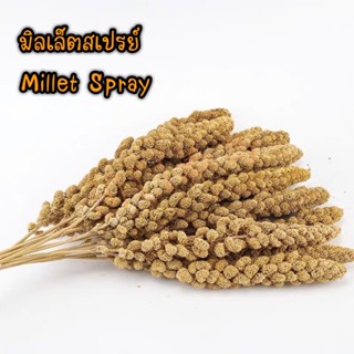 มิลเล็ตสเปรย์ Millet Spray [800กรัม] อาหารนก หนูแฮมสเตอร์ นกแก้ว ยาว20-30ซม. (จริงๆเกือบถึง1กิโลกรัม เผื่อบางเส้นไม่สวย)