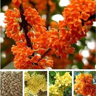 Osmanthus seeds Golden osmanthus agarwood Laurel Tree seeds เม่านบังแดด osmanthus Golden gulal Agus August osmanthus Tre