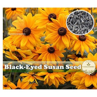 Susan Marmalade ดอกไม้เมล็ดดอกไม้เมล็ด Rudbeckia hirta бых