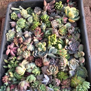 Succulents น่ารักไม้กระถางขนาดเล็กคุณภาพสูงที่เลี้ยงง่าย