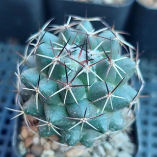 ช้างดอกเหลืองหนามดำไม้เมล็ด coryphantha