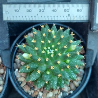 mammillaria camptotricha cv. bru  แมมก้ามปูไม้เมล็ดไซส์ให้ดอก
