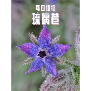 เมล็ดโบราจที่กินได้เมล็ดดอกไม้ประดับสามารถแช่ในน้ำได้ Blue borage borago officinalis herb Flower seeds