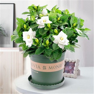 Elong Gardenia potted Indoor Fragrance Flower bulb